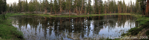 Reflelecting Forest