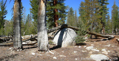 Broken Tree