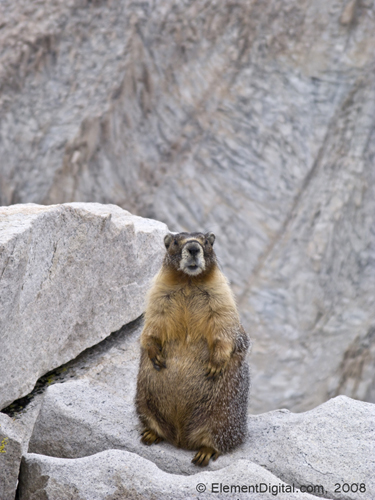 Marmot on Mt.Whitney