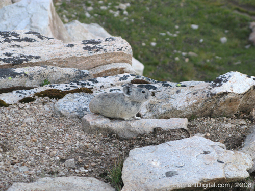 American Pika, (Ochotonoa princeps)  in the High Sierra.